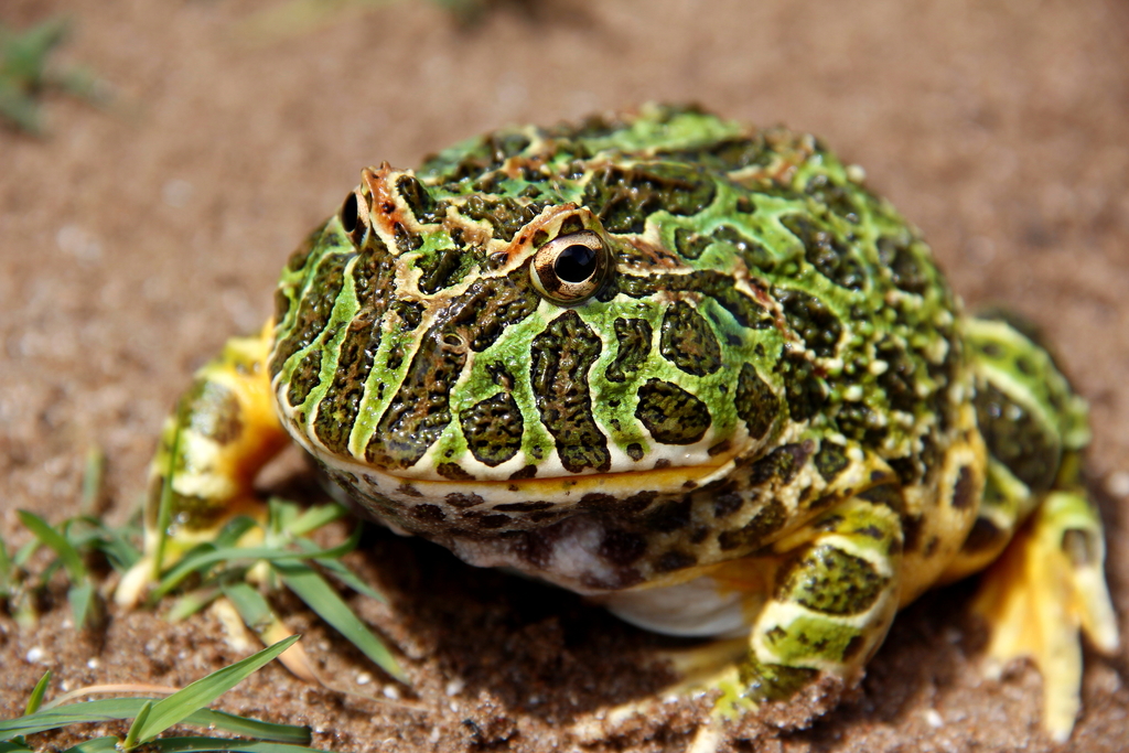 Argentinean Horned Frog