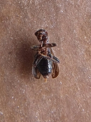 Cymatodera lineata