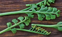 Botrychium crenulatum