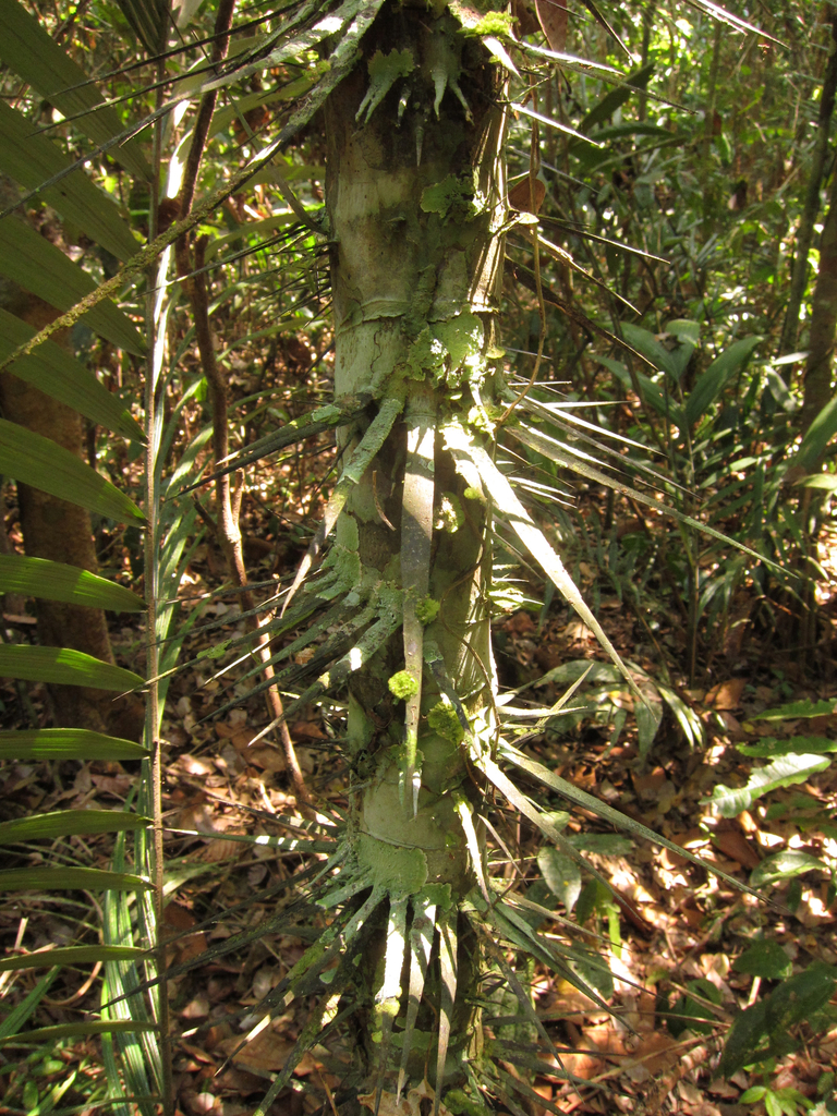 Astrocaryum gynacanthum