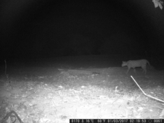 Leptailurus serval constantina