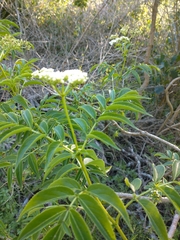 Sambucus australis