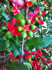 Ochna serrulata