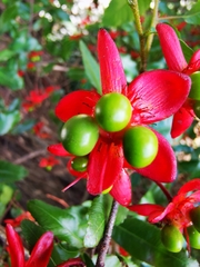 Ochna serrulata