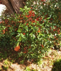 Ochna serrulata