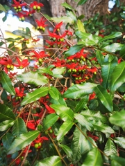 Ochna serrulata