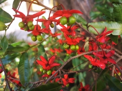 Ochna serrulata