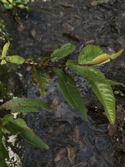 Psidium guajava guajava