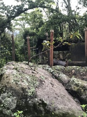 Psidium guajava guajava