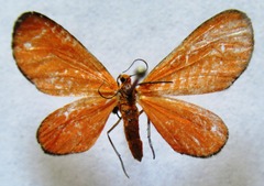 Eudulophasia invaria