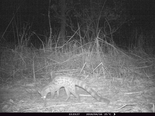 Rusty-spotted Genet