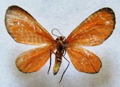 Eudulophasia invaria