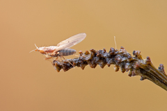 Trigonometopus frontalis