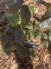 Chloranthus multistachys