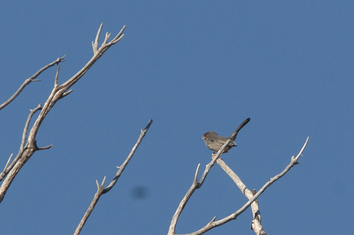 Marmora's Warbler (Curruca sarda), photo 9