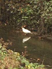 Egretta garzetta