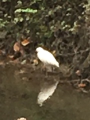 Egretta garzetta