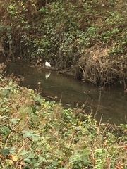 Egretta garzetta