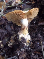 Cortinarius cedretorum