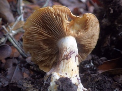 Cortinarius cedretorum