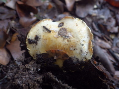 Cortinarius cedretorum
