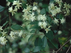 Backhousia myrtifolia