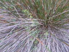 Rhynchosia caribaea