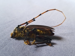 Dorcacerus barbatus