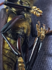 Dorcacerus barbatus