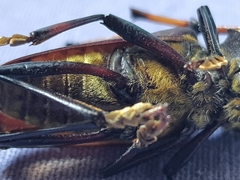 Dorcacerus barbatus