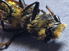Dorcacerus barbatus