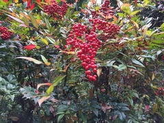 Nandina domestica