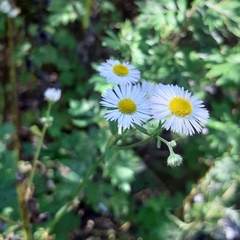 Erigeron annuus