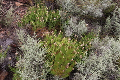 Dimorphotheca acutifolia