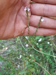 Verbena officinalis