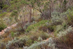 Dimorphotheca acutifolia