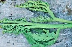 Botrychium michiganense