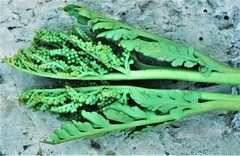 Botrychium michiganense