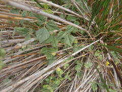 Rhynchosia caribaea