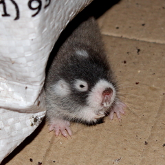 Cape Mole-Rat photo 4
