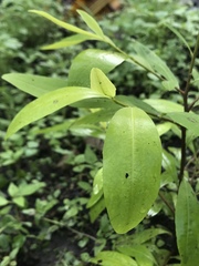 Erythroxylum coca coca