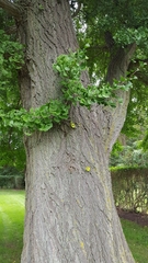 Ginkgo biloba