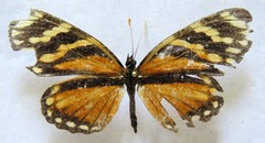 Eresia ithomioides alsina