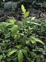 Erythroxylum coca coca