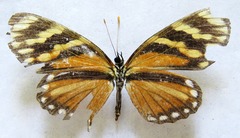 Eresia ithomioides alsina