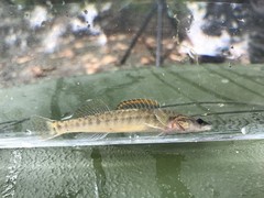 Percina phoxocephala