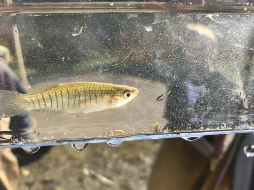 Northern starhead topminnow (Fundulus dispar) — Fundulidae — 5