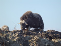 Ovibos moschatus