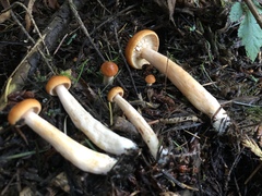 Lactarius luculentus laetus