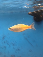 Melanotaeniidae